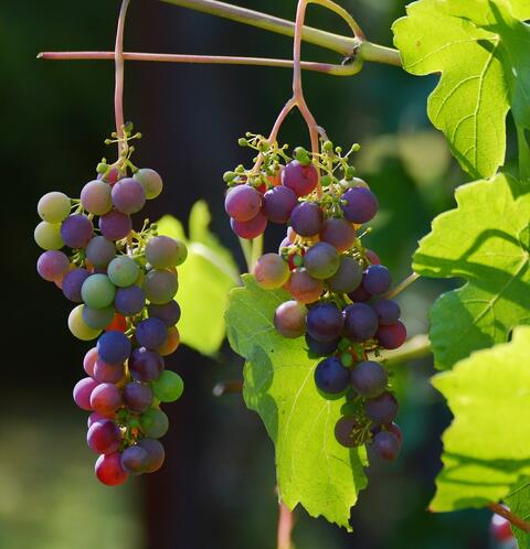 Grapes 3